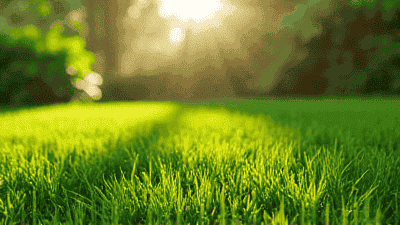 10 Essential Tips for Maintaining a Lush Green Lawn Year-Round