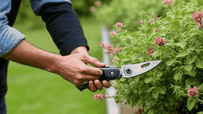 Basic pruning techniques for maintaining herbaceous plants