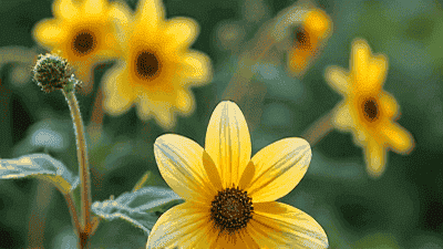 Care methods for different flower life cycles