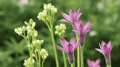 Create a fragrant herbal garden