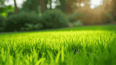 Eco-Friendly Lawn Care: Techniques for a Greener Lawn