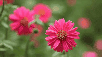 Five important tips for maintaining a flower garden