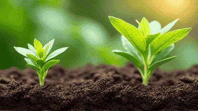 From seed to harvest: full contact vegetable garden planting