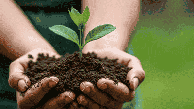 Garden Soil Testing: Why and How to Conduct It