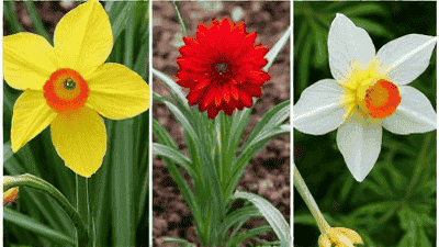 Guidelines for planting herbaceous plants in different seasons