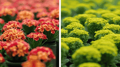 Guidelines for planting herbaceous plants in different seasons