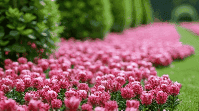 How to Create a Ground Cover Garden That Thrives