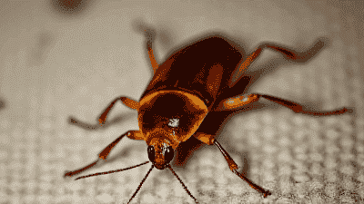 How to Identify and Treat a Cockroach Infestation Effectively