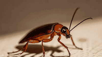 How to Identify and Treat a Cockroach Infestation Effectively
