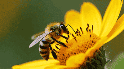 How to Safely Remove Bees and Wasps from Your Property