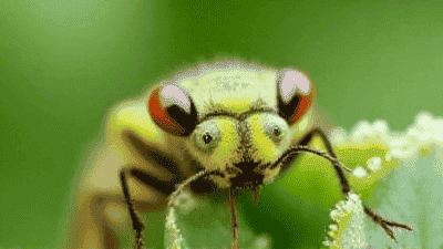 How to prevent and treat garden pests and diseases