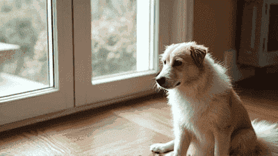 Pet friendly home design: creating a comfortable space suitable for both humans and pets