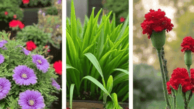 Plant selection: the best combination in the garden