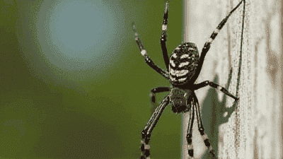 Recognizing the Signs of a Spider Infestation and What to Do