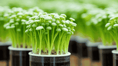 The Basics of Hydroponics: A Soil-Free Approach to Growing Plants
