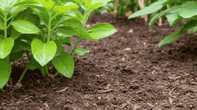 The Benefits of Mulching in Your Garden: Why It Matters