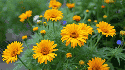 The Power of Companion Planting: Boosting Your Garden's Health Naturally