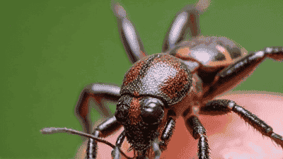 The Top 5 Pests That Can Damage Your Home and How to Prevent Them