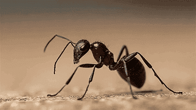 The Ultimate Guide to Preventing Ants from Invading Your Kitchen